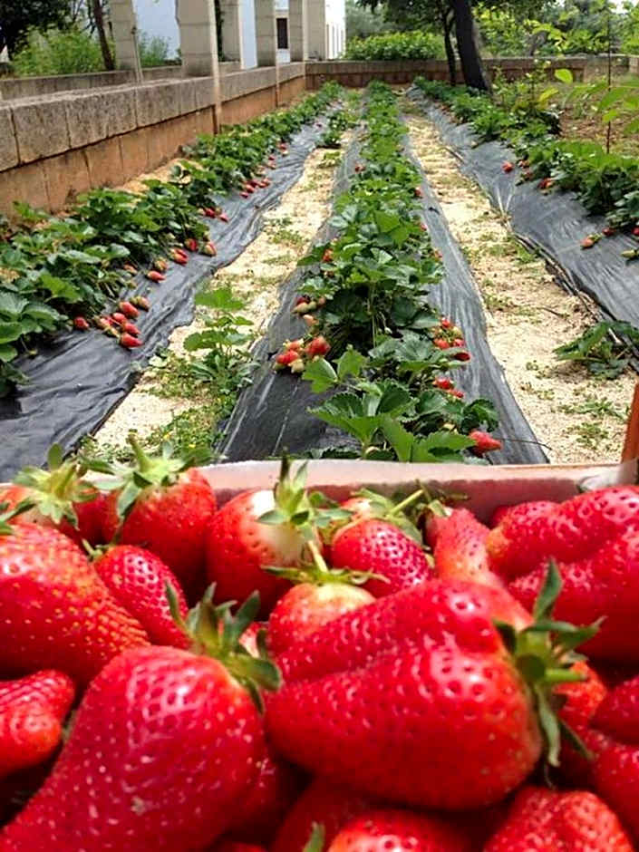 Masseria San Martino