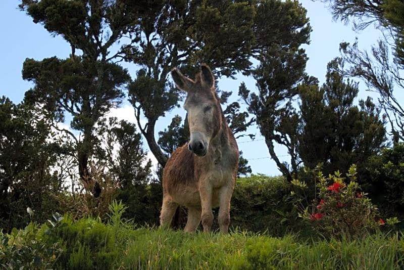 Villa - Cantinho do Paraíso