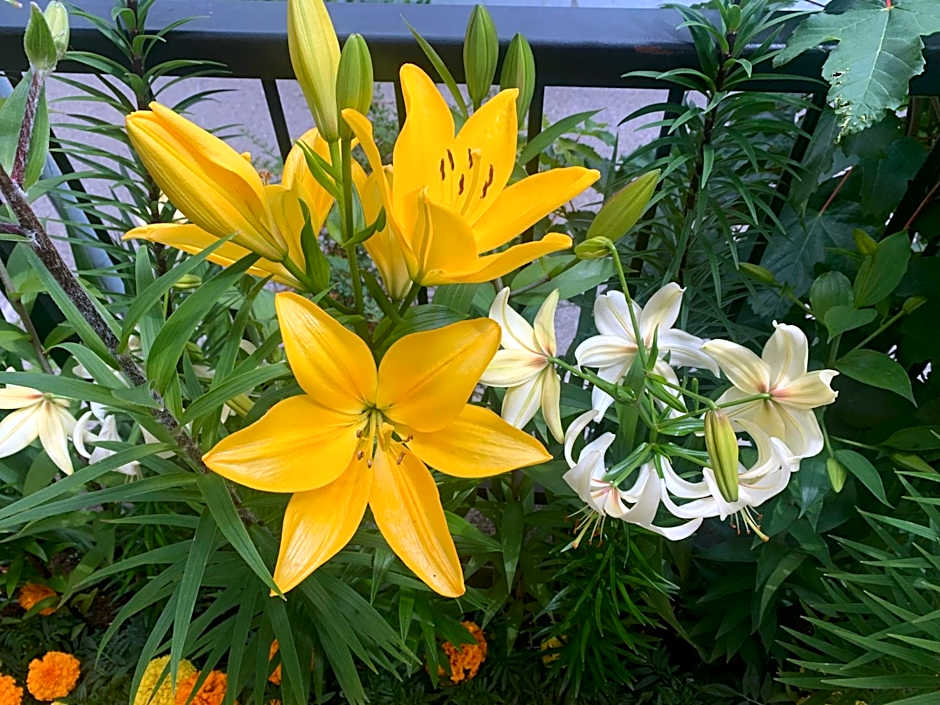 Apartment Hotel Elvis