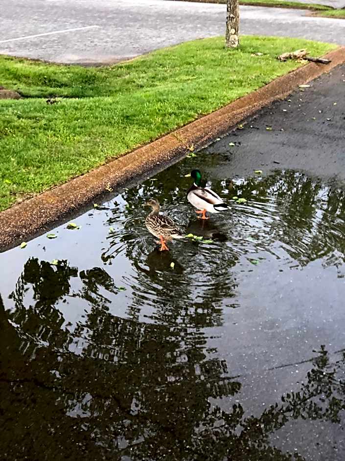 Drakes Creek Inn - formerly The Relax Inn