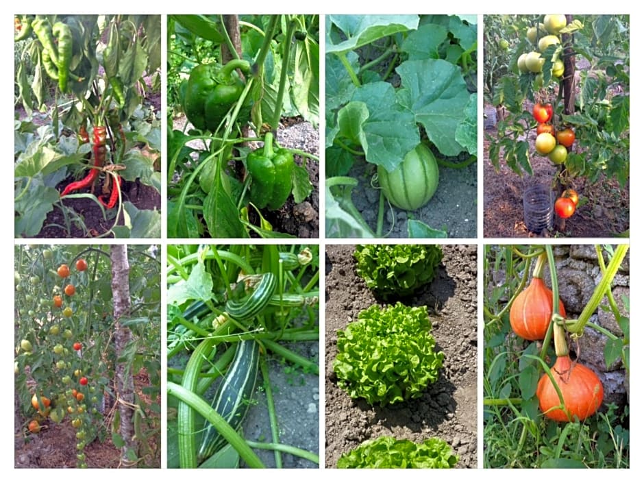 A L'Ombre du Tilleul