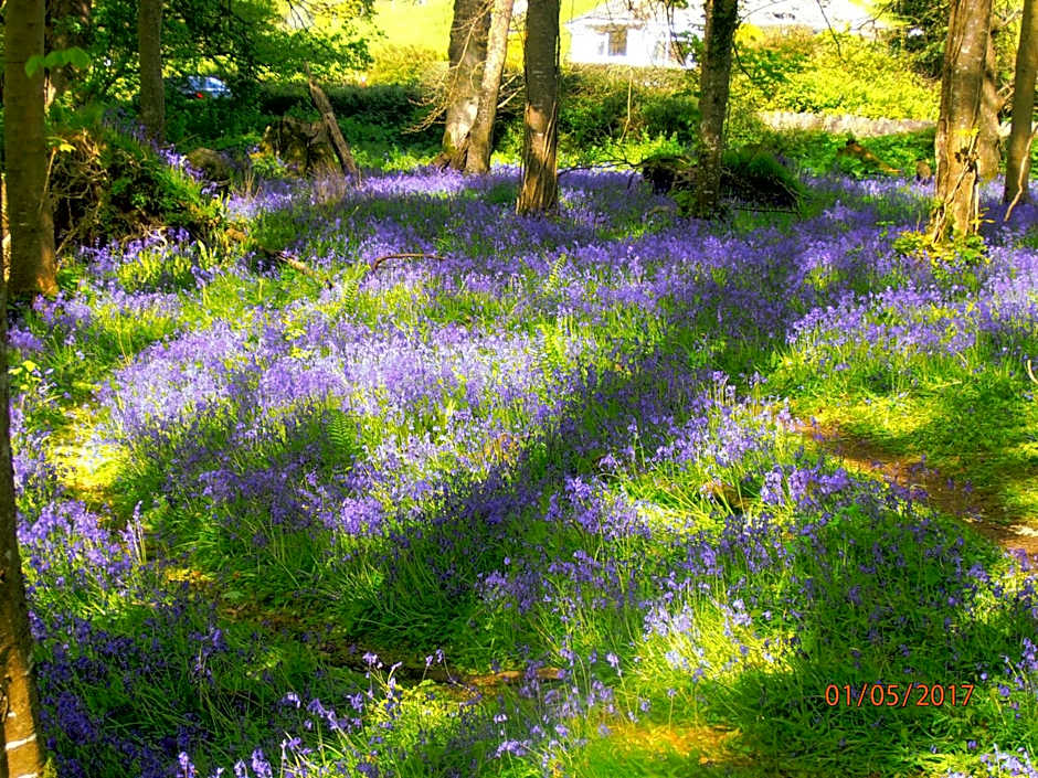 Larkfield House B&B, Ballycasheen Kerry V93 WD51