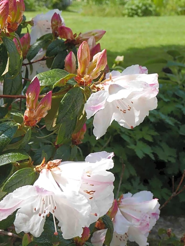 The Potting Shed, self contained, detached retreat in Shapwick village