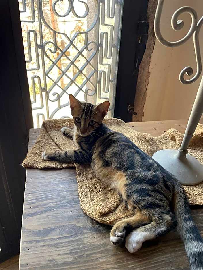 ARİSTONİCUS BUTİK HOTEL