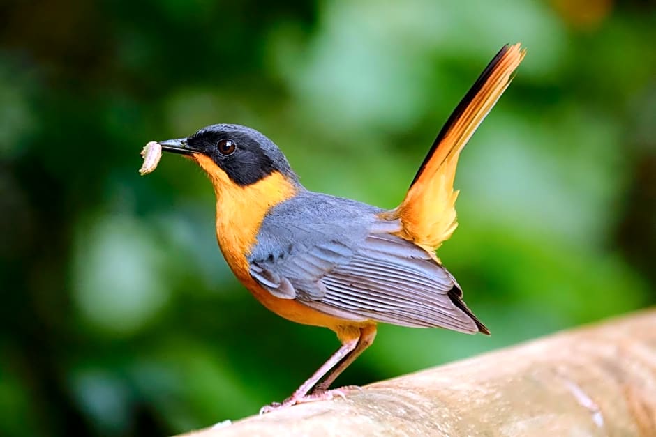 BWHALE guest house B&B