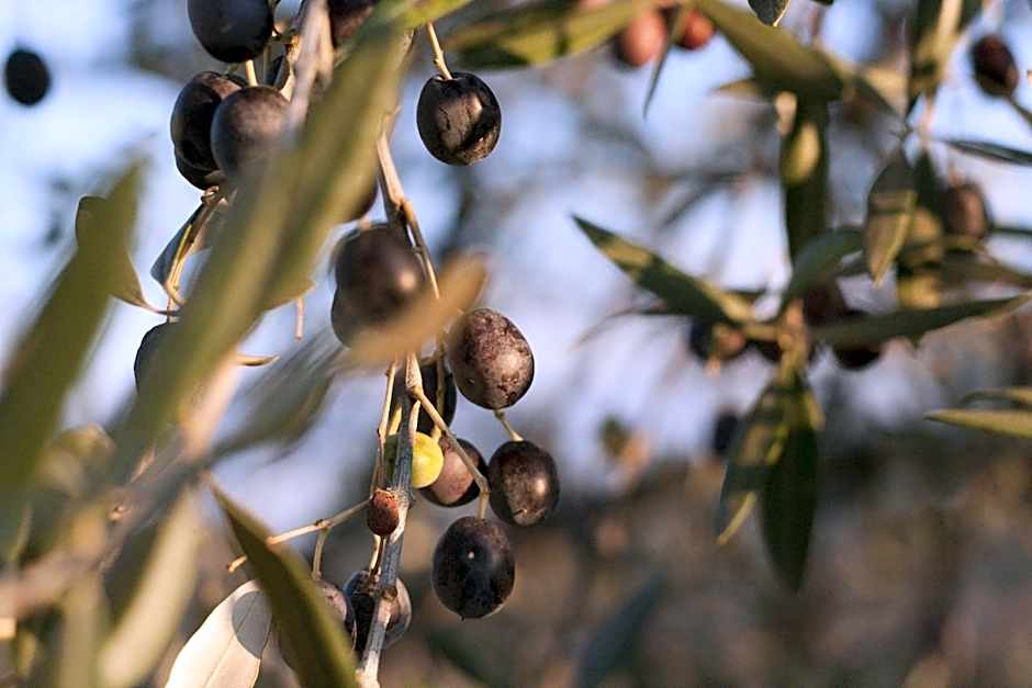 Podere Vigliano