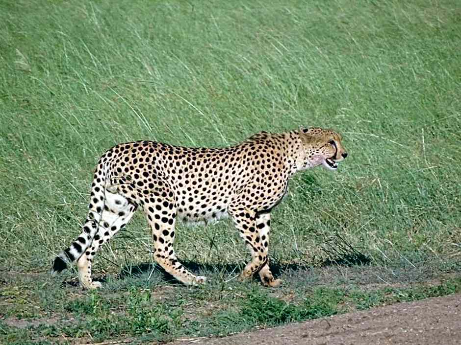 Ku Sungula Safari Lodge