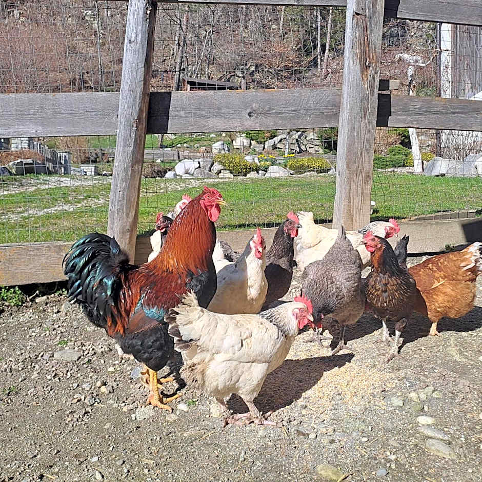 Residence Obermoarhof - Family Apartments with Pool & Playground