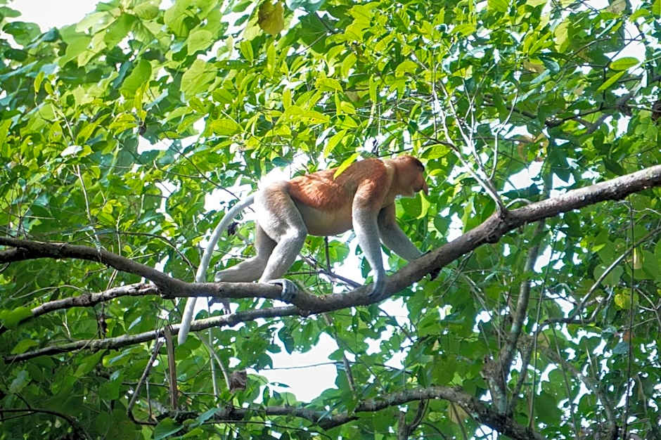 Borneo Jungle Adventure