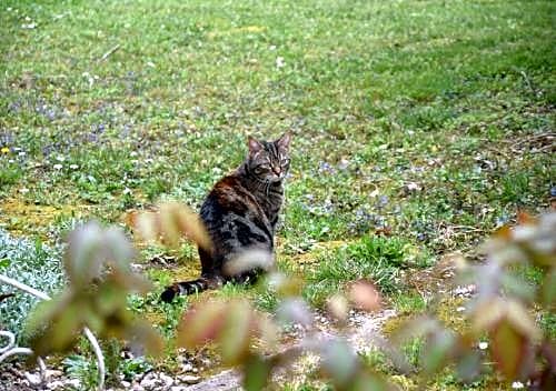 Domaine de la côte aux chats