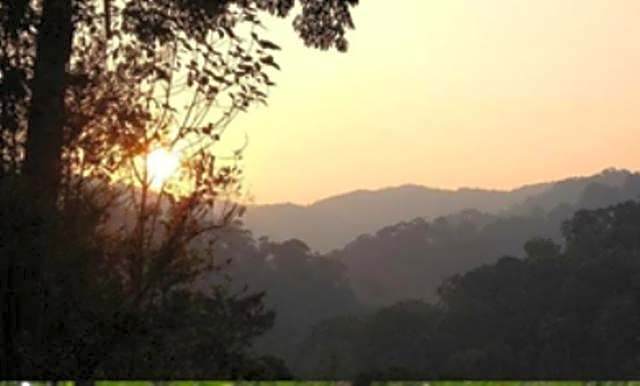 The Shorea