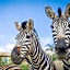 Hotel Selwo Lodge - Animal Park Tickets Included