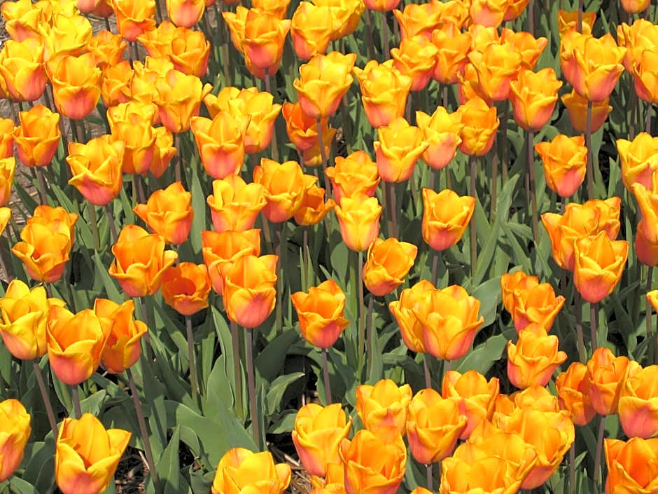 ibis Styles Haarlem City