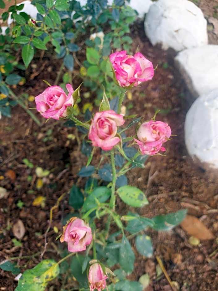 Pousada e Pesque e Pague Vista Alegre