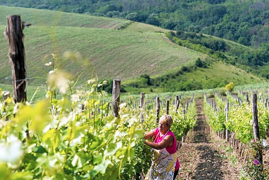 Seven Generations Winery Hotel