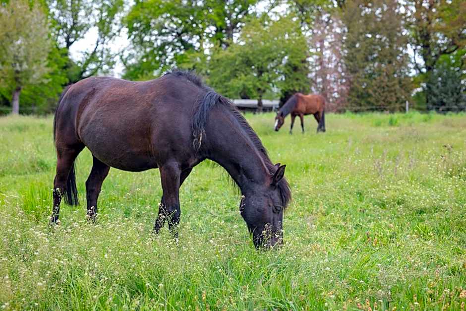 SL'otel im Parforcehaus