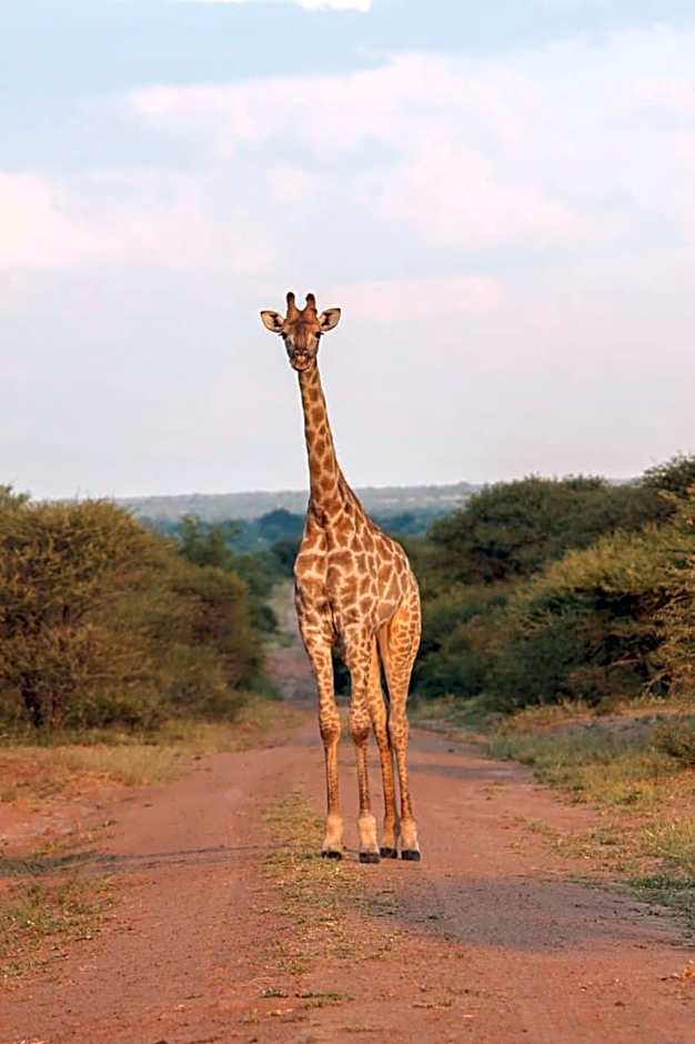 Ditholo Game Lodge Bela Bela