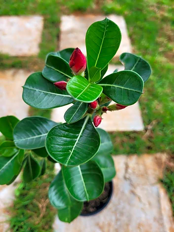 Colina da Canastra Pousada