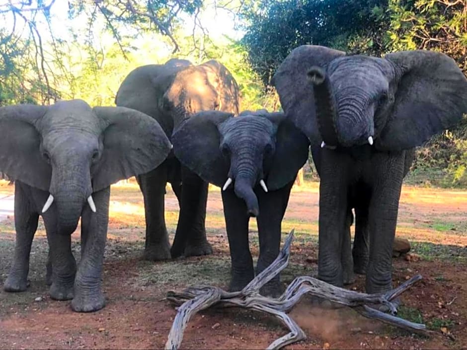 Mabalingwe Elephant Lodge 256A