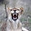 Makumu Private Game Lodge