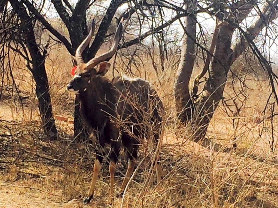 Dzata Private Game Lodge