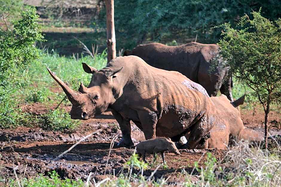 White Elephant Safaris