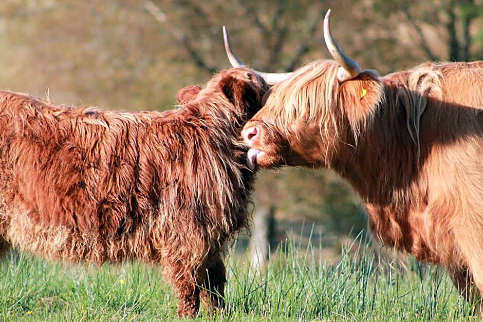 Tirindrish House B&B