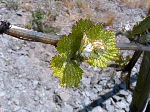 Weinhotel Hubertus Garni