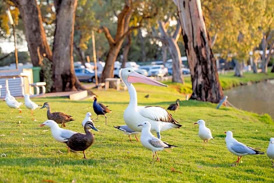 Discovery Parks - Renmark Riverfront