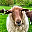 Crookabeck B&B