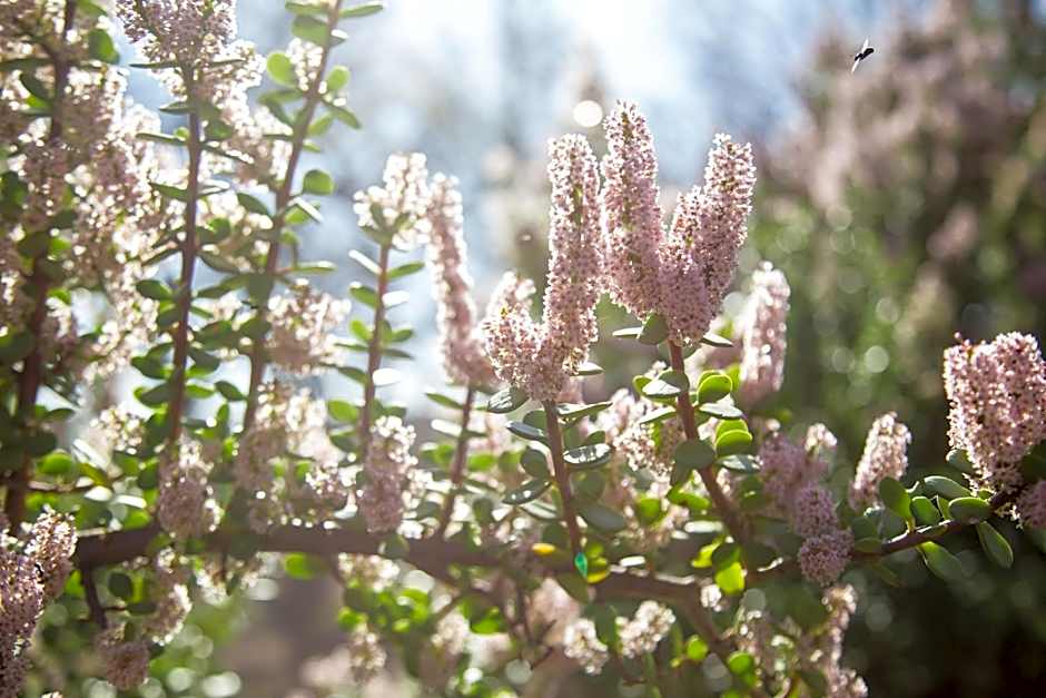 isiLimela Game Lodge