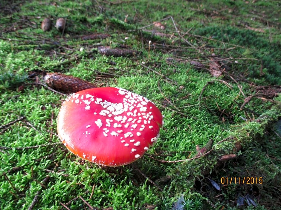 B&B Au fil des saisons sur la Wiels