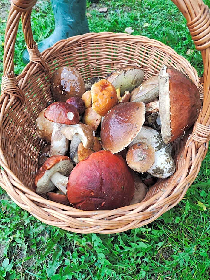 Rezydencja Bukowy Dwór