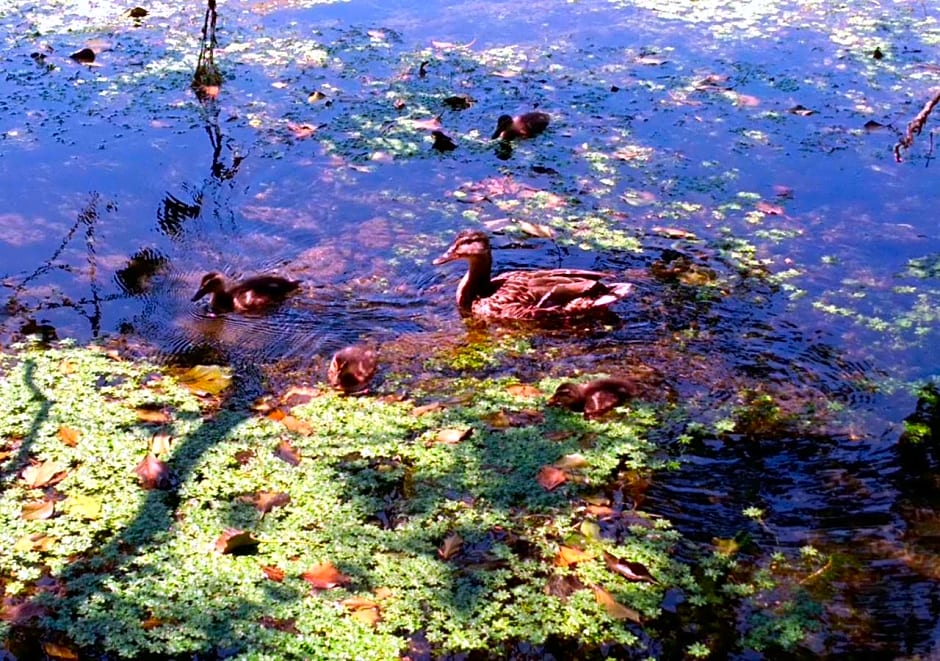 Chambres d'hôtes Coté Halles