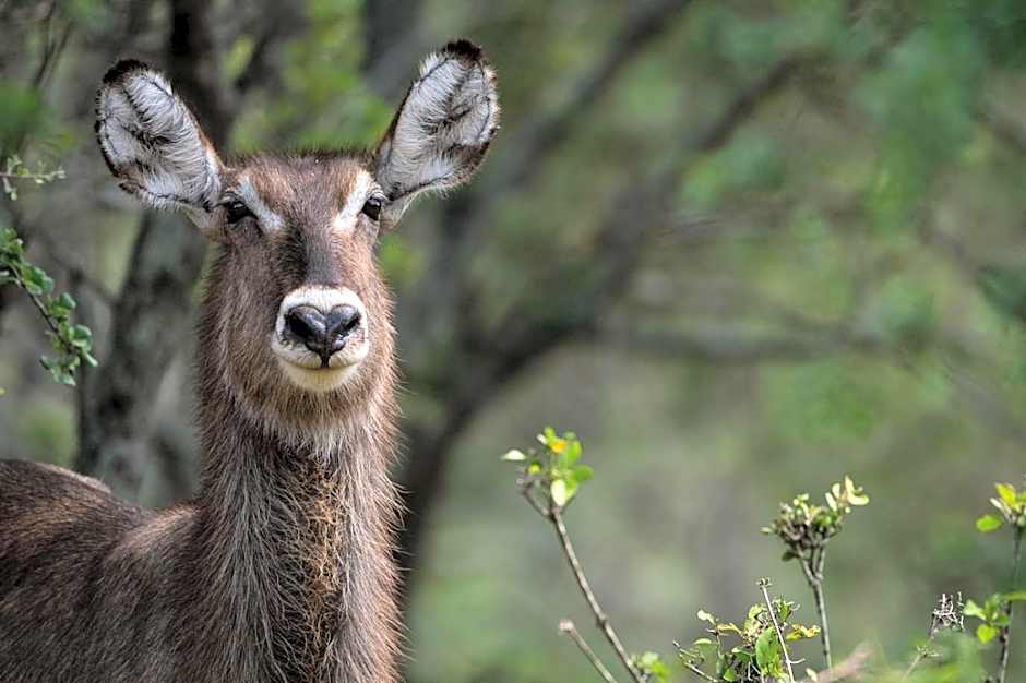 Safari Moon Luxury Bush Lodge