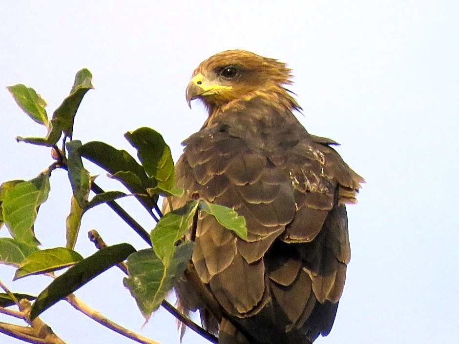 Boulevard Inn Mt Meru