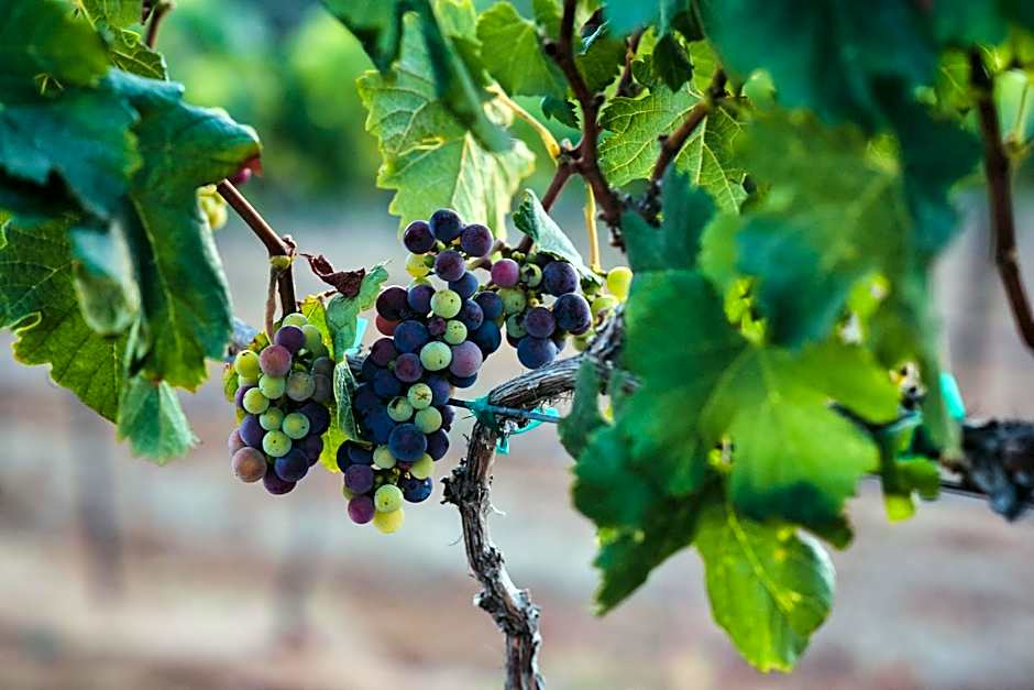 Hacienda Guadalupe Hotel