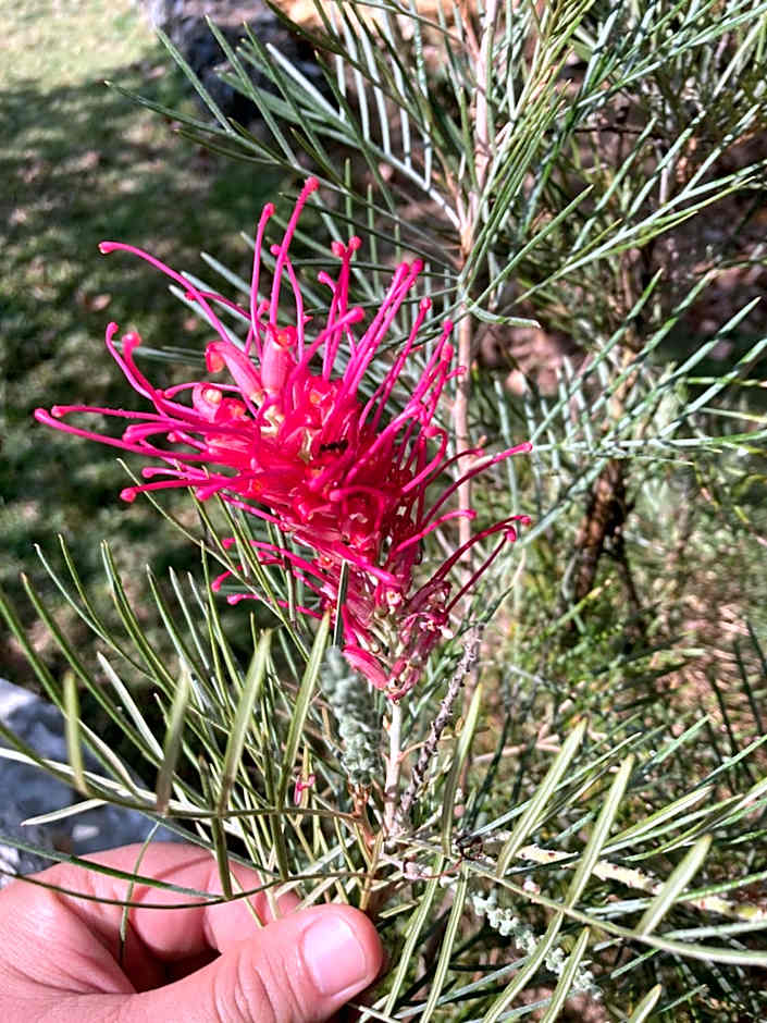 Baan Suanfah Kiangdao