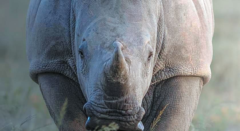 HillsNek Safari Camp