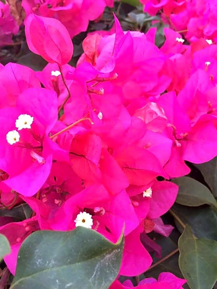 b & b Jasmine