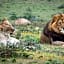 Addo Elephant Safari Lodge - Bellevue Forest Reserve