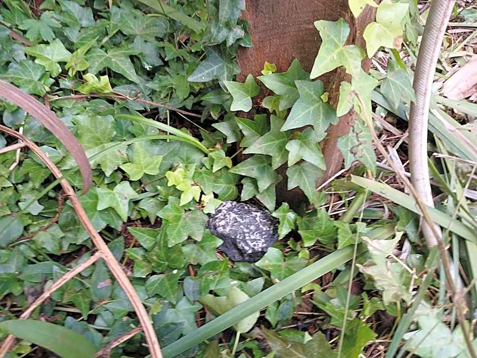 Memory Lane Accommodation