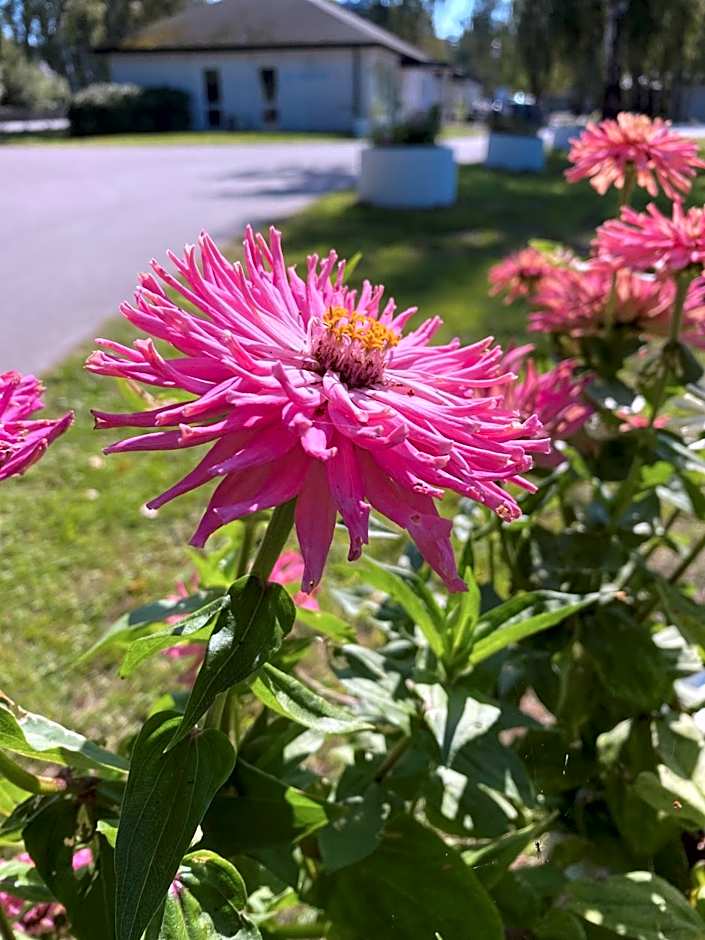Höllviksnäs möten mat logi