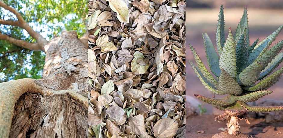 Blyde River Wilderness Lodge