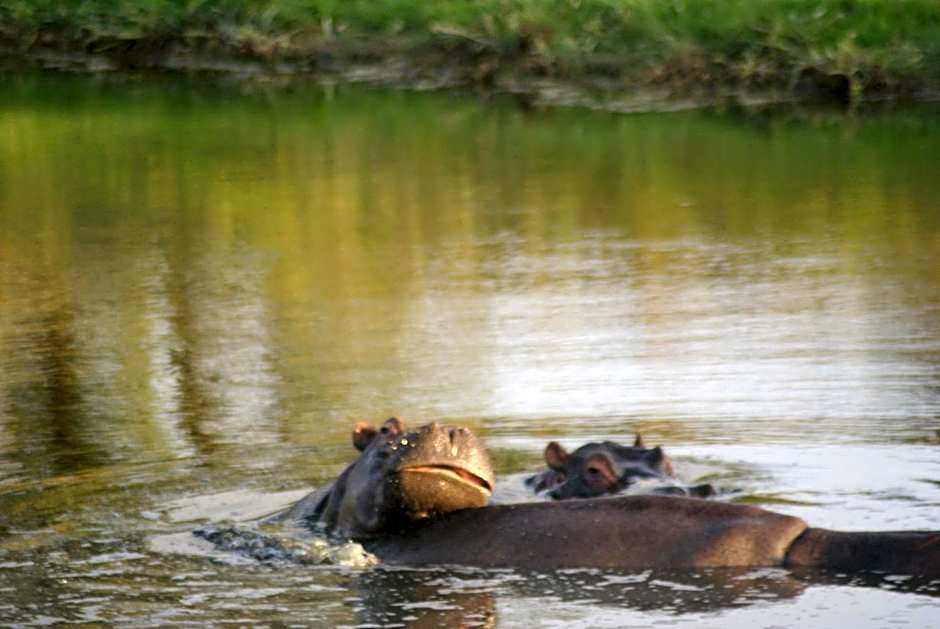 Homestead Bed and Breakfast - Travel Addo Group