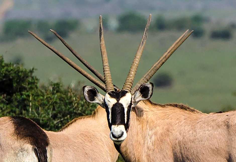 Kwandwe Private Game Reserve - Fort House