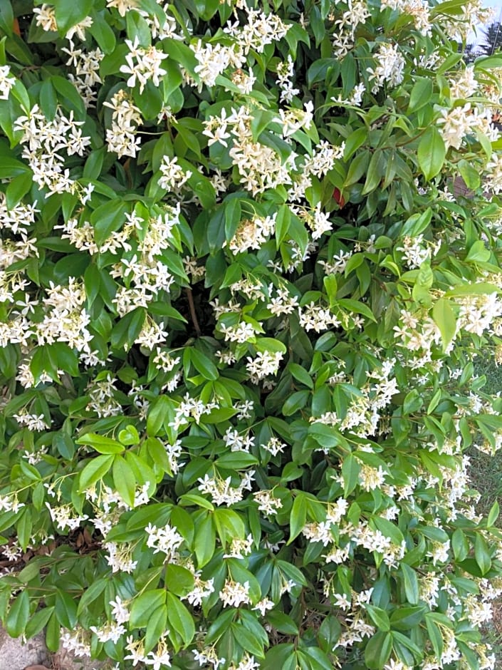 Chambre d’hôtes Mamounet Haut