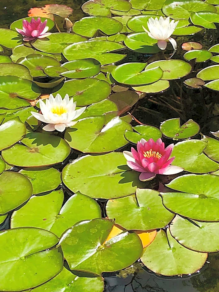 Haus Adams - das Wohlfühl Gästehaus