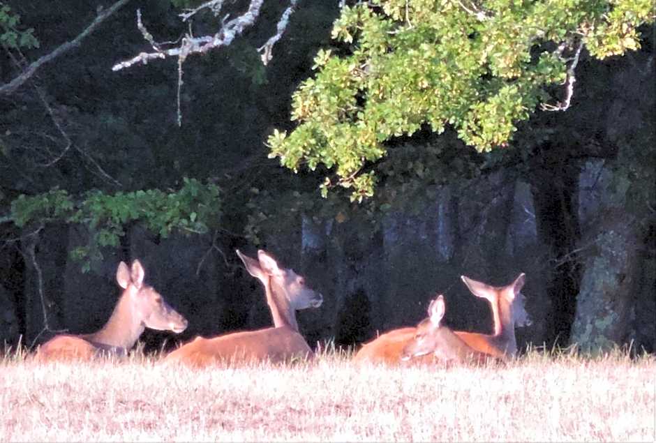 Chambres entre Romorantin-Chambord-Zoo de Beauval - Orée du Bois en Sologne