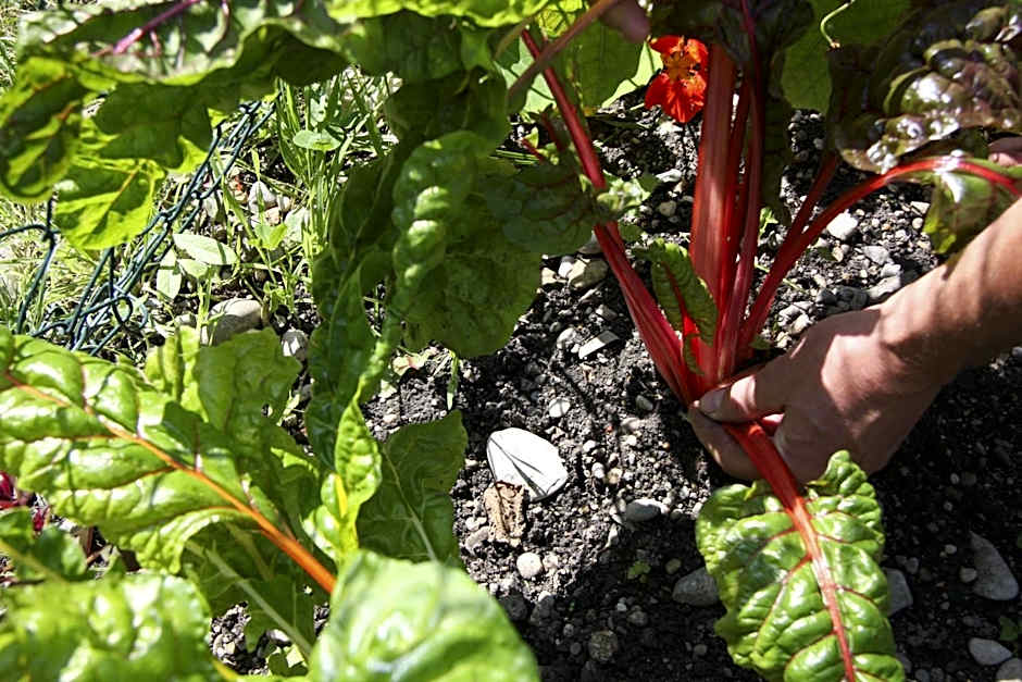 Hotel Gasthof Alte Post - Restaurant offen